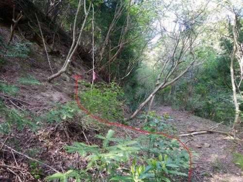 ここが県境尾根の取り次ぎ。ここから登っていきます