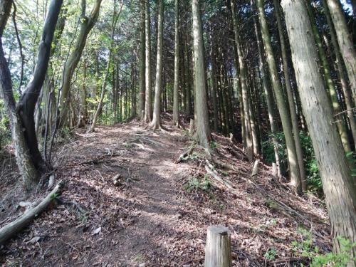 かなりの急登を登っていく