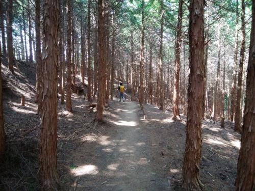 ここからはなだらかな道が続く