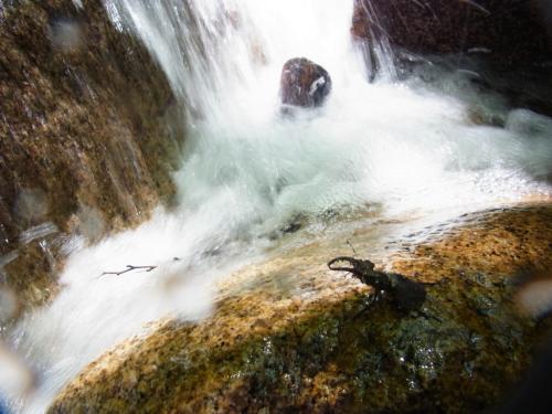 クワガタがいたそうな