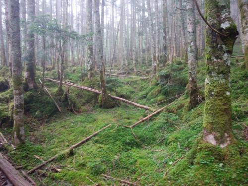 ガスの中に苔地帯があったのでパシャリ