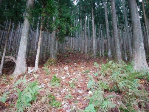 最初の急登、見ただけでぞっとした。少し登りにくい