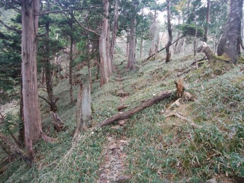 大峰らしい笹の道。やっと大峰って感じがしてきた