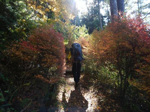 整備された登山道を登っていく