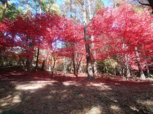 見事に真っ赤に染まっていますねえ