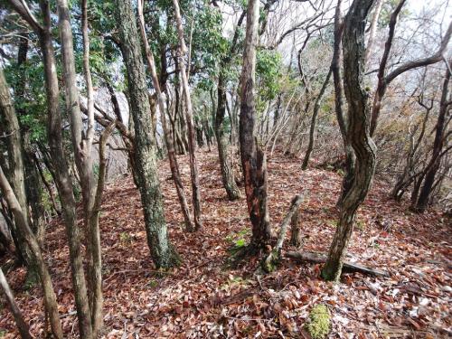 テープも何もない稜線を八ヶ尾山目指して歩いていく