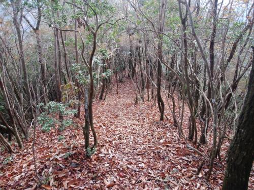 下山は尾根道を進んでいくんだけどテープみながらルーファイしないとすぐコースアウトしてしまう