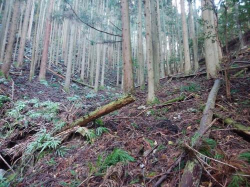 谷を登っていくんだけど、この通りの荒れよう