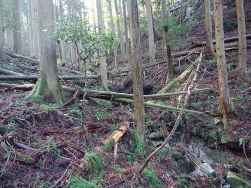 テープも何もなっしんぐ。ただコルを目指して登る