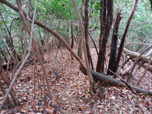下りも見ての通りの荒れよう。でも一応テープありますよ