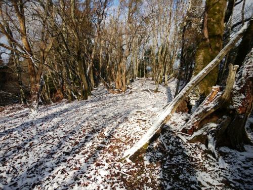 大段谷山のピーク付近はこんな感じ