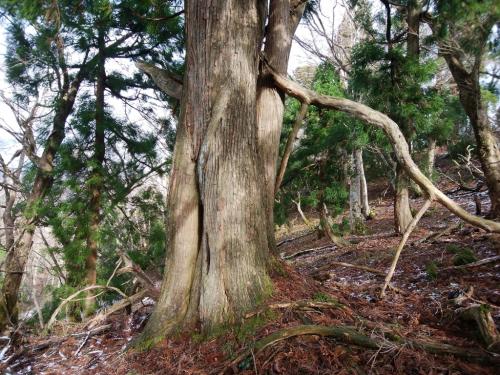 巨木がでてきた