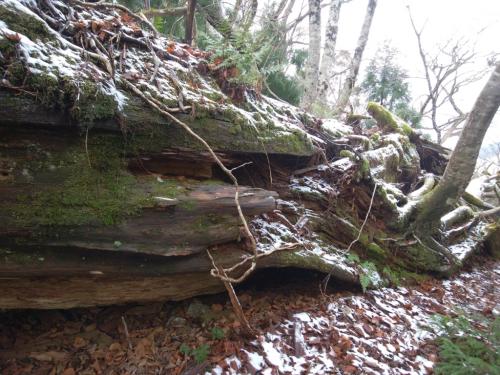 苔と雪ってのもなかなかグッドで、これも一眼で撮影したかった