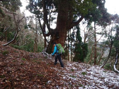 巨木を横に歩く田村君