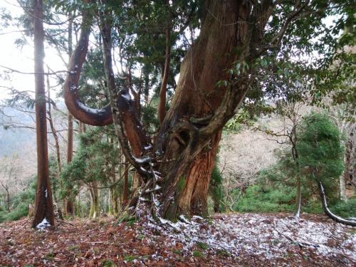 これも巨木！？二つ重なってるのね