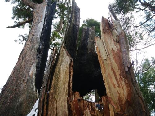 中が焦げた跡があったけど、カミナリが落ちたと思われる