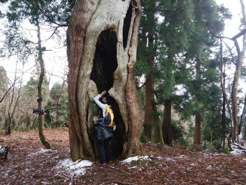 カミナリ杉に到着、ひでぶーさんをモデルにして撮影