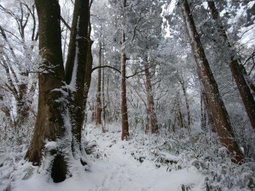 見事な霧氷があった