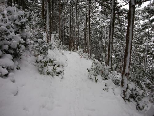 結構な雪の量だ