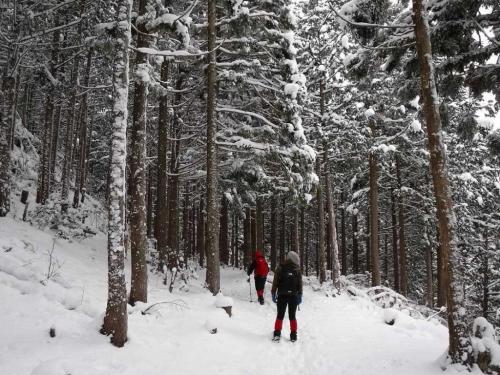 植林帯だけどこれだけ雪が積もってくれれば絵になる