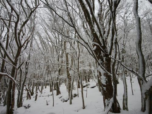 青空があればなぁ～って思いながらも霧氷を見る