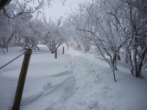 樹林帯を抜けて明るくなってきた～