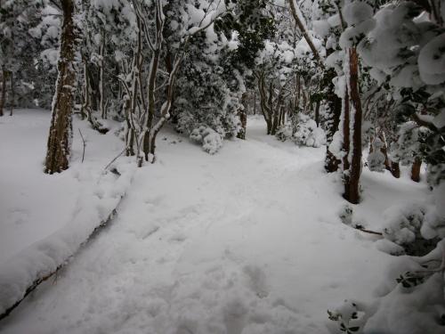観音峰山の頂上を目指して登っていく。ここからは雪の量が一気に変わった