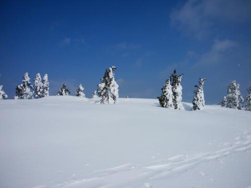 モンスター予備軍たち。もう少し雪が積もっていれば、これもすごかったんだろうけど、青空とこれが見れたので満足