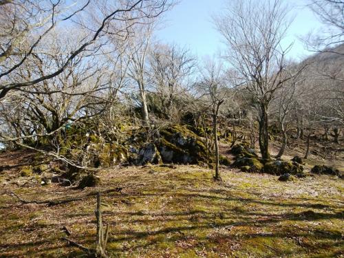 苔むした岩があった