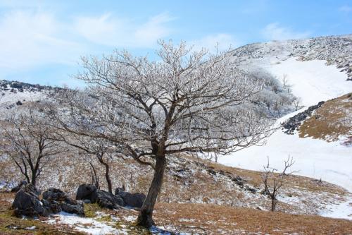 ここで残っている霧氷を撮影してみた