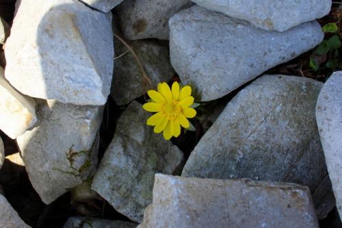 そうこうしてる時に見つけた福寿草。岩の間から咲かせていたのでパシャッとしておいた