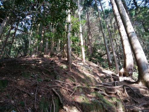 最初からちょい急登で汗が歩いてるとたくさんでた