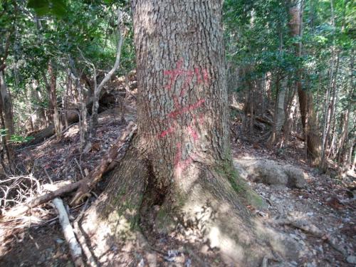 木にガンバレと書かれていた。確かにちょっと最初から急登が続いてたのでわからんでもないが・・・