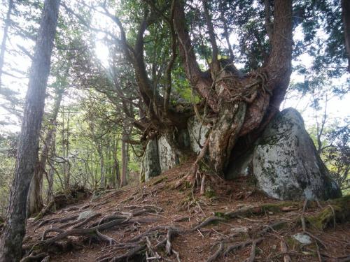 大峰らしい巨木