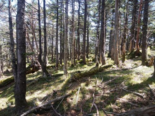 孔雀岳周辺はすごい苔地帯になっていたところがあった