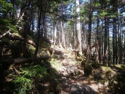 孔雀岳～仏生ヶ岳の奥駆道はまあ普通かな。ここからはあまり眺望がなかった
