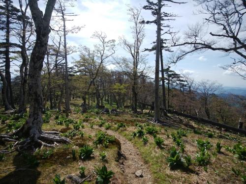 帰りの道で鹿に出会うけど、近づいてもなかなか逃げなかった