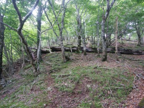 最初は急登が続く