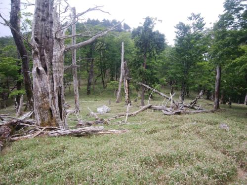 名古屋岳は向かいのピーク。この付近も人が入り込んでいないのか秘境感ありあり
