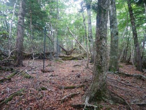 川上辻に下りていき、そのまま稜線でまず巴岳を目指す