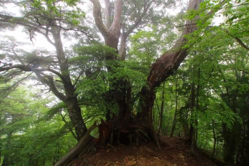 ちょっとガスってきて巨木もこの通り