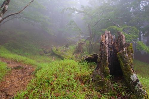 こういう折れた木と風景を見られるのも大峰の醍醐味