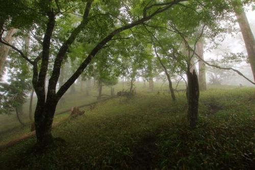 奥駈道が見えてきた。直下は結構急登なんよね