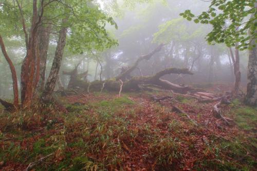 それにしても結構なガスで見事。大峰って感じがプンプンする