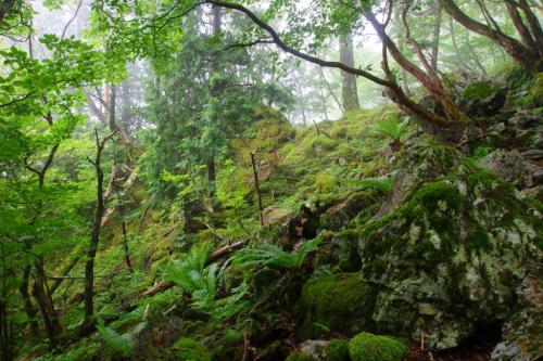行者還岳の直下に雰囲気のいいところがあった。ガスってくれて本当にありがとう！