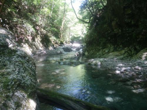 ここからは前回、巻き巻きでいったけど、今年はちょい沢に入ってプチ滝登りを楽しみながら進んでいく