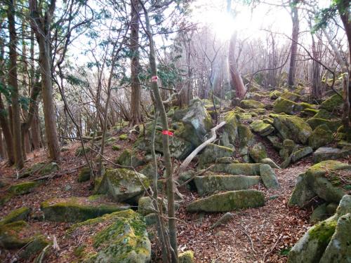 苔むしたところあるのね。でもこういうところ道がわかりにくい。まぁ尾根なので迷うことはないけど浮石とか踏むのも嫌だしね