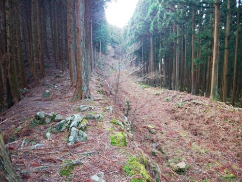 一旦下ると林道があったが昔はコンクリートだったんだろうか！？もちろん林道には降りず、左側の尾根を進む