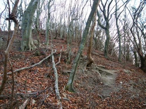 ここの急登は息切れはしないものの滑りやすい砂地だったり落ち葉があったりと、結構足にくる。途中止まりながら足の休憩を入れて登っていった。ちなみに、この付近までくるとあともう少し