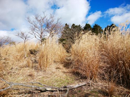 直登の健脚向ルートはススキの道が3ヶ所あるんだけど、これがその３ヶ所目。ここまでくると急登が終わり、ススキの道を抜けたら山頂はすぐそこ